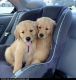 Golden Retriever Puppies for sale in Portland, OR, USA. price: NA