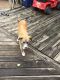 Golden Retriever Puppies for sale in Richfield, MN, USA. price: NA