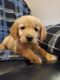 Golden Retriever Puppies for sale in Council Bluffs, IA 51501, USA. price: NA