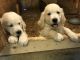 Golden Retriever Puppies for sale in Broadway, VA 22815, USA. price: NA