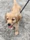 Golden Retriever Puppies for sale in Tampa, FL, USA. price: $2,000