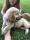 Golden Retriever Puppies for sale in Neosho, MO 64850, USA. price: NA