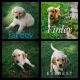 Golden Retriever Puppies for sale in Fairland, OK 74343, USA. price: NA