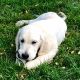 Golden Retriever Puppies for sale in Cable, OH 43009, USA. price: NA