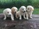 Golden Retriever Puppies for sale in Shippensburg, PA 17257, USA. price: NA