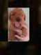 Golden Retriever Puppies for sale in Fowlerville, MI 48836, USA. price: NA