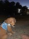 Golden Retriever Puppies for sale in Lower Landing Rd, Gloucester Township, NJ, USA. price: NA