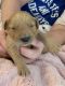 Golden Retriever Puppies for sale in St. Augustine, FL 32092, USA. price: NA