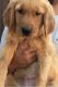 Golden Retriever Puppies for sale in Dos Palos, CA 93620, USA. price: $1,200