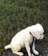 Golden Retriever Puppies for sale in Cumming, GA, USA. price: NA