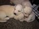 Golden Retriever Puppies for sale in Auburn, GA 30011, USA. price: NA