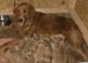 Golden Retriever Puppies for sale in Wabash, IN 46992, USA. price: NA
