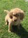 Golden Retriever Puppies for sale in Compton, CA, USA. price: NA