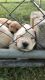 Golden Retriever Puppies for sale in Hale, MI 48739, USA. price: $1,250