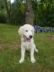 Golden Retriever Puppies for sale in Newington, CT, USA. price: NA
