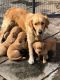 Golden Retriever Puppies for sale in 90005 Peterson Hill Rd, Bayfield, WI 54814, USA. price: $320