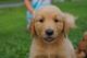 Golden Retriever Puppies for sale in 1438 Avocet Dr, Olivehurst, CA 95961, USA. price: NA