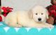 Golden Retriever Puppies for sale in US-1, Jacksonville, FL, USA. price: NA