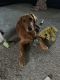 Golden Retriever Puppies for sale in Cottage Grove, WI, USA. price: NA