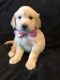 Golden Retriever Puppies for sale in Royse City, TX 75189, USA. price: NA