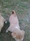 Golden Retriever Puppies for sale in Meridian, MS, USA. price: NA