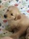 Golden Retriever Puppies for sale in 9857 Fawnridge Dr, Jacksonville, FL 32256, USA. price: $1,200
