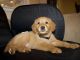 Golden Retriever Puppies for sale in Greenfield, CA 93927, USA. price: NA