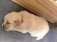 Golden Retriever Puppies for sale in Burgaw, NC 28425, USA. price: $800