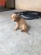 Golden Retriever Puppies for sale in Menifee, CA 92586, USA. price: $550