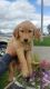 Golden Retriever Puppies for sale in Homedale, ID 83628, USA. price: $600