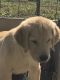 Golden Retriever Puppies for sale in Hillsboro, OH 45133, USA. price: NA