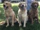 Golden Retriever Puppies for sale in Scottsboro, AL, USA. price: NA