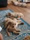 Golden Retriever Puppies for sale in Naugatuck, CT 06770, USA. price: $850