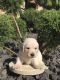 Golden Retriever Puppies for sale in West Sacramento, CA, USA. price: NA