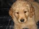 Golden Retriever Puppies for sale in Federal Way, WA, USA. price: NA