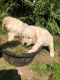 Golden Retriever Puppies for sale in Glendale, CA, USA. price: NA