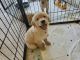 Golden Retriever Puppies for sale in 120 Pukoo Dr, Bastrop, TX 78602, USA. price: NA