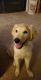 Golden Retriever Puppies for sale in Greer, SC 29650, USA. price: NA