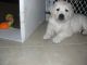 Golden Retriever Puppies for sale in Blountville, TN 37617, USA. price: $1,600