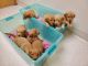 Golden Retriever Puppies for sale in Roscoe, IL, USA. price: NA