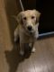 Golden Retriever Puppies for sale in Willoughby, OH 44094, USA. price: NA