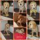 Golden Retriever Puppies for sale in Temperance, MI 48182, USA. price: $850
