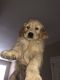 Golden Retriever Puppies for sale in Chino, CA 91708, USA. price: NA