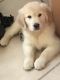 Golden Retriever Puppies for sale in Pinellas Park, FL, USA. price: NA