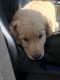 Golden Retriever Puppies for sale in Queens, NY, USA. price: $800
