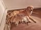 Golden Retriever Puppies for sale in South Sioux City, NE, USA. price: NA