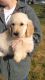 Golden Retriever Puppies for sale in West Point, IA 52656, USA. price: NA