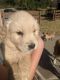 Golden Retriever Puppies for sale in Carthage, MO 64836, USA. price: $450