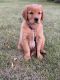 Golden Retriever Puppies for sale in Springboro, OH 45066, USA. price: NA