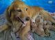Golden Retriever Puppies for sale in Waycross, GA, USA. price: NA